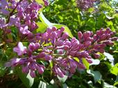 grappe de lilas