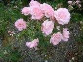 rosier rose rose