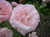 roses rose