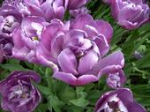 couleur mauve