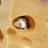 trou de souris