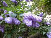 petit lilas du jardin