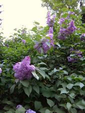 lilas du jardin