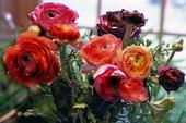 roses multi-couleurs