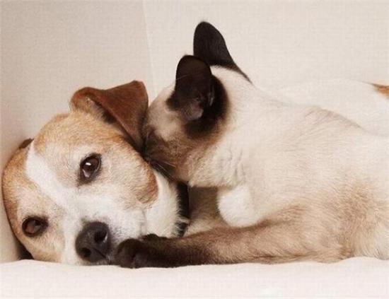 entre chien et chat